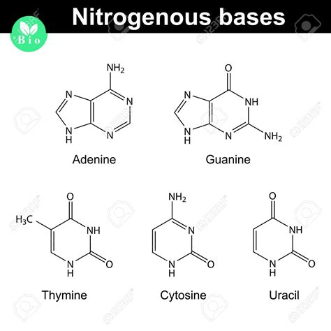 Replicación, transcripción y traducción del ADN: Bases nitrogenadas del ...