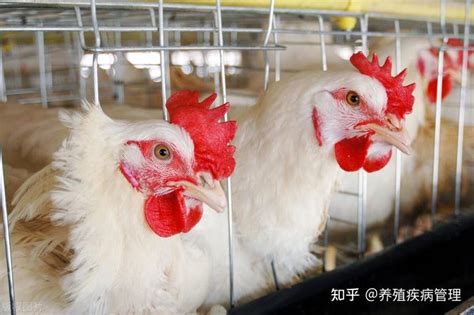 蛋鸡养殖场应重点注意留意观察蛋鸡的五大指标变化 - 知乎