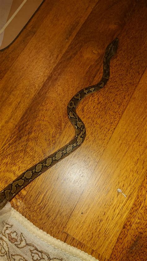 Image result for Woman Bit by Retic Python