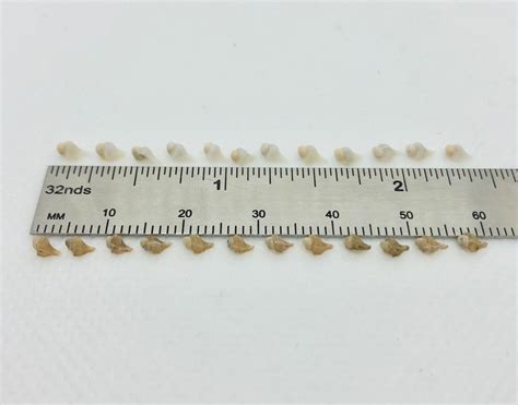 Image result for Mini Conch Shell