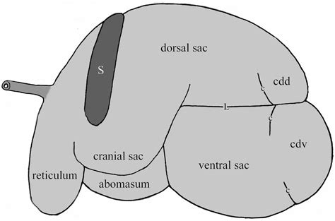 Part 3: Bovine Abdomen – Dissection Lab Guide for Ungulate Anatomy