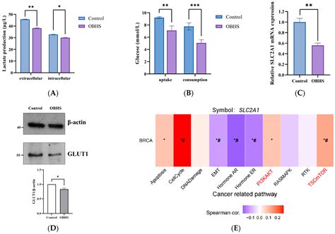 OBHS Drives Abnormal Glycometabolis Reprogramming via GLUT1 in Breast Cancer