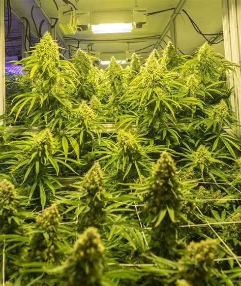 Hydroponic Systems Benchmark: 20K sq. ft. AEtrium System vs. Coco Coir Soil