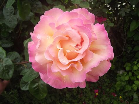 Tea Rose - Mega Shutter