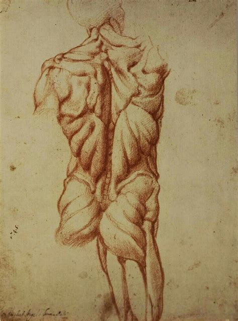Image result for michelangelo anatomy studies