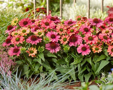 Echinacea 'Evolution Colorific' bare roots — Buy exclusive 'Coneflowers ...
