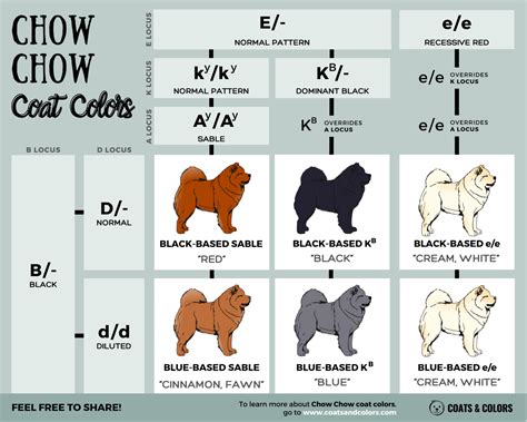 Blue Chow Chow | Coats and Colors