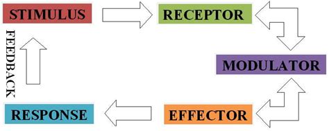 Image result for Control System Stimulus-Response Model