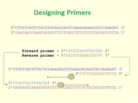 Image result for PCR Primer Design Software