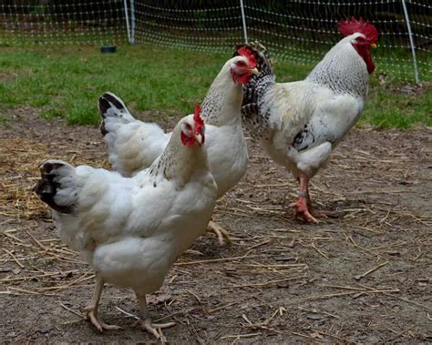 Delaware Chickens - Breed Profile, Facts and Care