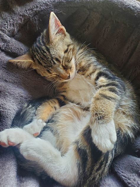 Pet Gallery - Kare Bears Cuddly Paws Mobile Vet