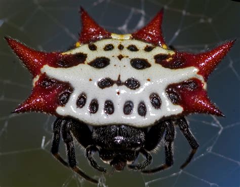 New photos: Spiny-backed orbweaver – Benweb 3.2