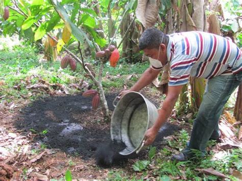Biochar Application In Agriculture-Urban plants - Urban Plants™