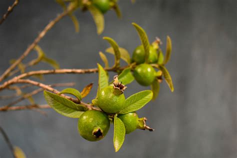 Image result for Dwarf Guava Tree