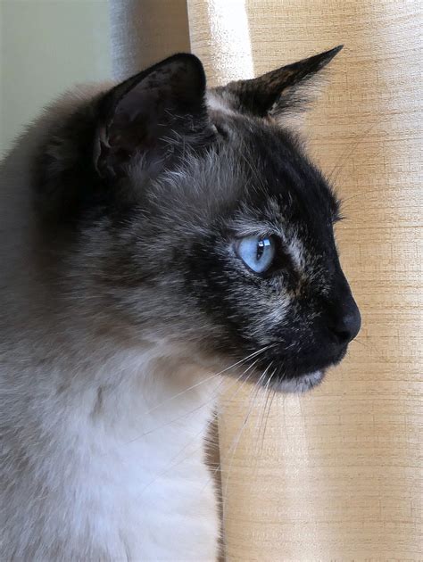 Siamese Mix Cat