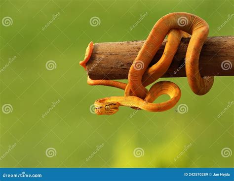 Amazon Tree Python 的图像结果