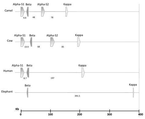 Caseins: Versatility of Their Micellar Organization in Relation to the ...