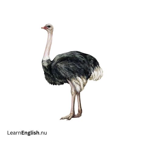 Animals in Spanish - learn spanish