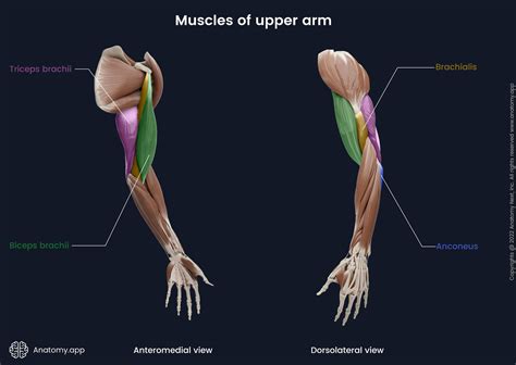 Biceps Anatomie Biceps Brachii Anatomy | Expert Physio Overview