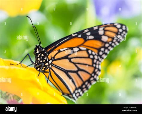 Monarch butterfly Danaus Plexippus female resting on a vibrant yellow ...