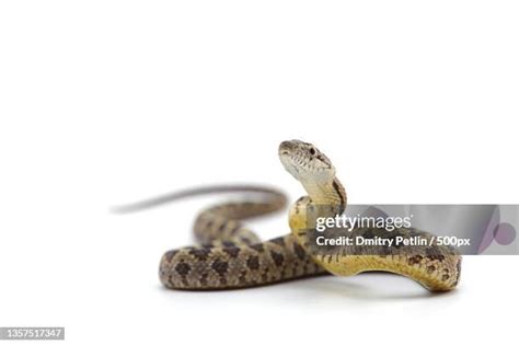 Image result for Python Attacks Rat