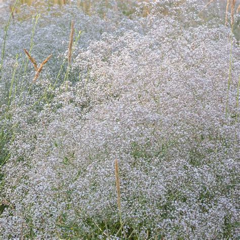 Bulk Perennial Babys Breath Seeds | Bulk Seed Store