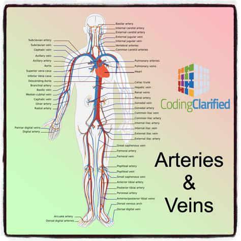 Veins And Arteries