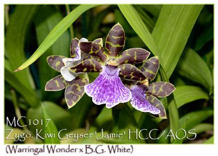 Zygo. Kiwi Geyser 'Jamie' HCC/AOS (Warringal Wonder x B.G. White ...