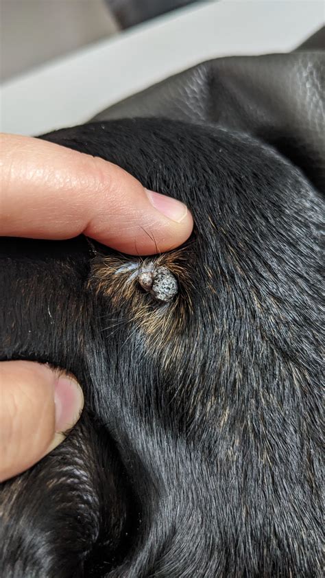 Weird bump behind my dogs ear : r/vet