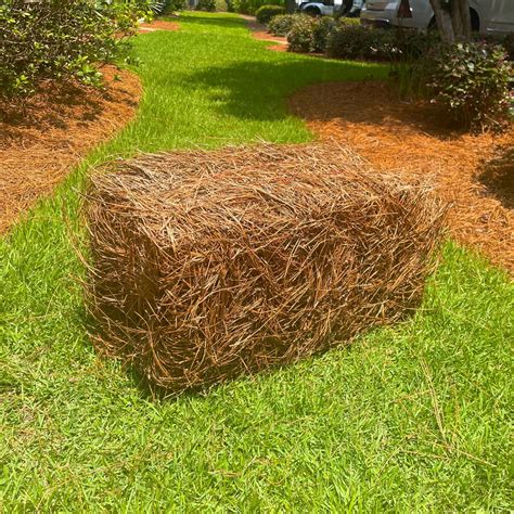 Amazon.com : Home and Country USA Premium 1 Pound Pine Straw Mulch for ...