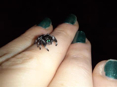 Everyone meet Ghost. 👻 My new Phidippus regius 😍😊 : r/jumpingspiders