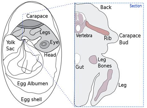 Image result for Turtle Shell Diagram