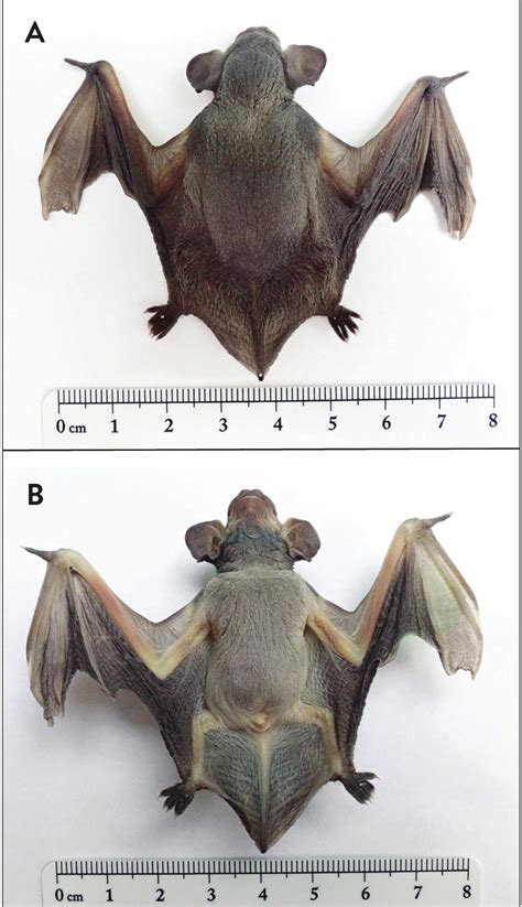 A Maternity Roost of Silver-Haired Bats (Lasionycteris noctivagans) in ...