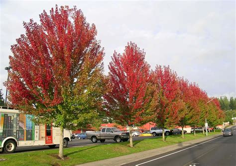 Tree Profile for the Autumn Blaze Maple - Urban Forest Nursery, Inc.