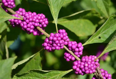 American Beautyberry — Native Nurseries