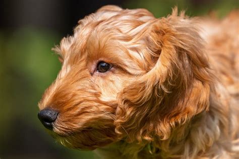 Image result for Cockapoo Light Brown