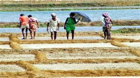 Salt production in Ganjam may be affected: salt producers