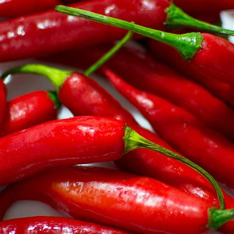 Chilli Pepper Cayenne – Red Hot and Full of Flavour
