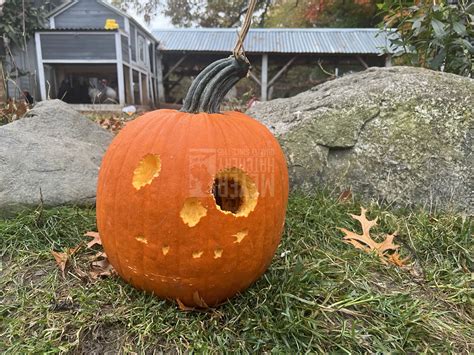 Chicken Pumpkin Carving | Meyer Hatchery Blog