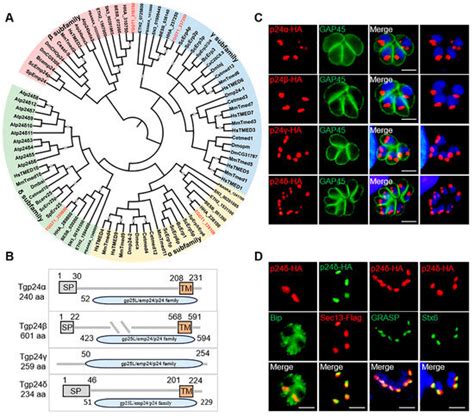 Role of Toxoplasma gondii p24δ in Regulating the Transition from ...