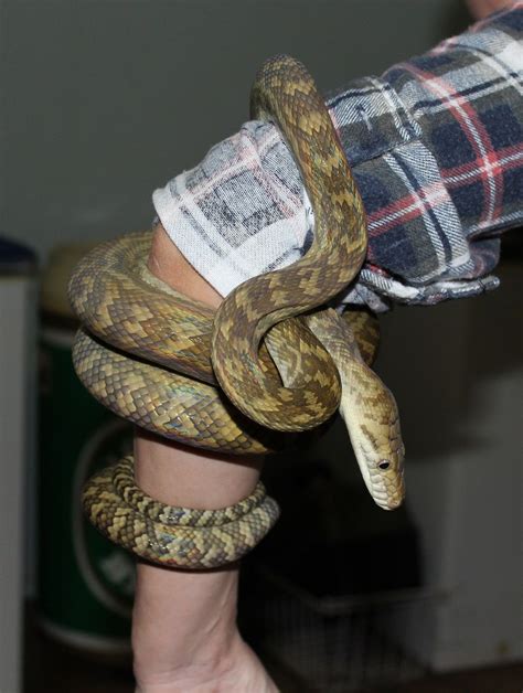 Image result for Biggest Scrub Python