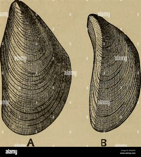 . The Cambridge natural history. Zoology. H ORIGIN OF FRESH-WATER BIVALVES CHAP. fresh-water ...
