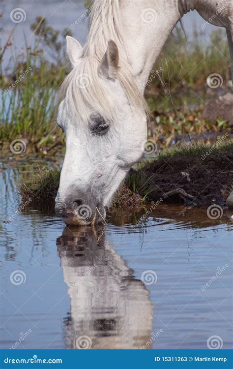 White Horse Drinking Water stock image. Image of portrait - 15311263