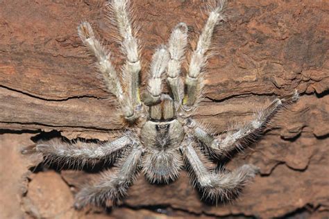Tarantula Lifespan: How Long Do Tarantulas Live? - A-Z Animals
