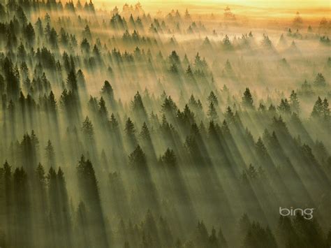 Bing Wallpaper Forest 的图像结果