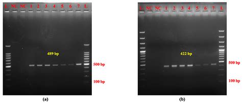 Development of Rapid Alkaline Lysis–Polymerase Chain Reaction Technique ...
