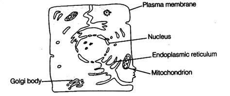 Which of these structures is responsible for Manufacture of lipids and ...