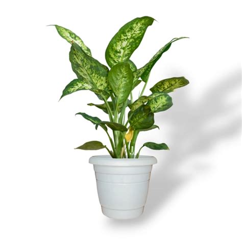 Buy Dieffenbachia Plant Online - Enhance Your Indoor Decor