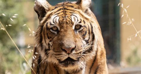 FOUR PAWS Rescues & Success Stories - Animal Welfare Organisation