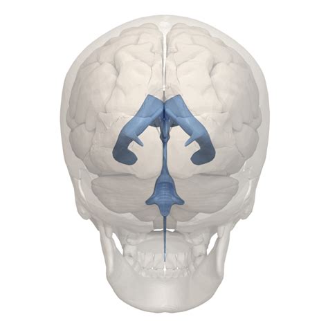 Cerebral Ventricles | Overview, Anatomy, Facts & Systems